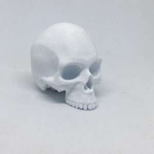 May include: A white ceramic skull with a detailed face and teeth. The skull is sitting on a white surface.