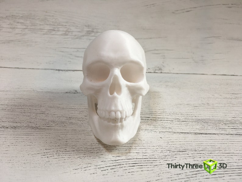 May include: White plastic skull model with detailed features, including eye sockets, a nose, and teeth. The skull is sitting on a white wooden surface.