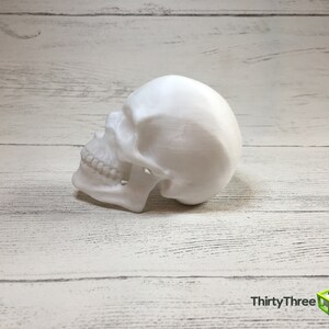 May include: A white plastic skull model, viewed from the side, with the jaw slightly open, showing teeth. The skull is sitting on a white wooden surface.