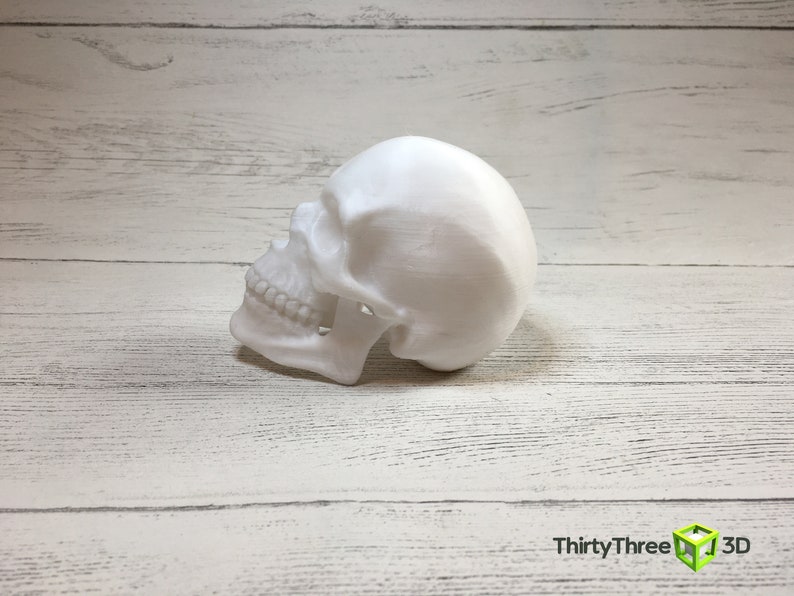 May include: A white plastic skull model, viewed from the side, with the jaw slightly open, showing teeth. The skull is sitting on a white wooden surface.