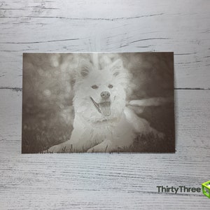 May include: A white dog with a black nose and black eyes is lying down in a field of grass. The dog is looking at the camera and has its tongue sticking out. The background is blurred and out of focus.