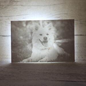 May include: A black and white photo of a white dog with its tongue sticking out. The dog is sitting in a field of grass.