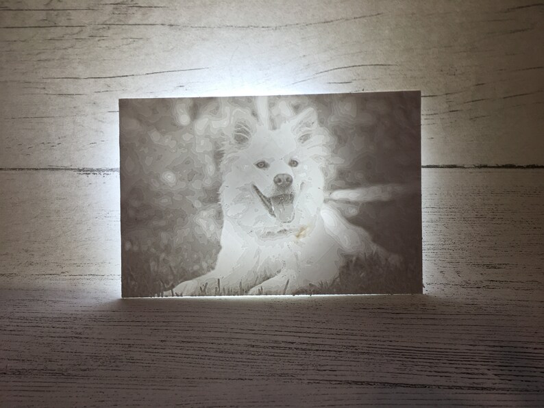 May include: A black and white photo of a white dog with its tongue sticking out. The dog is sitting in a field of grass.