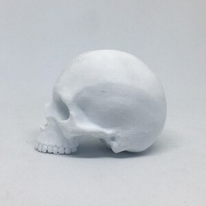 May include: A white ceramic skull sculpture. The skull is tilted to the side, showing the profile of the skull. The skull is smooth and has a matte finish.