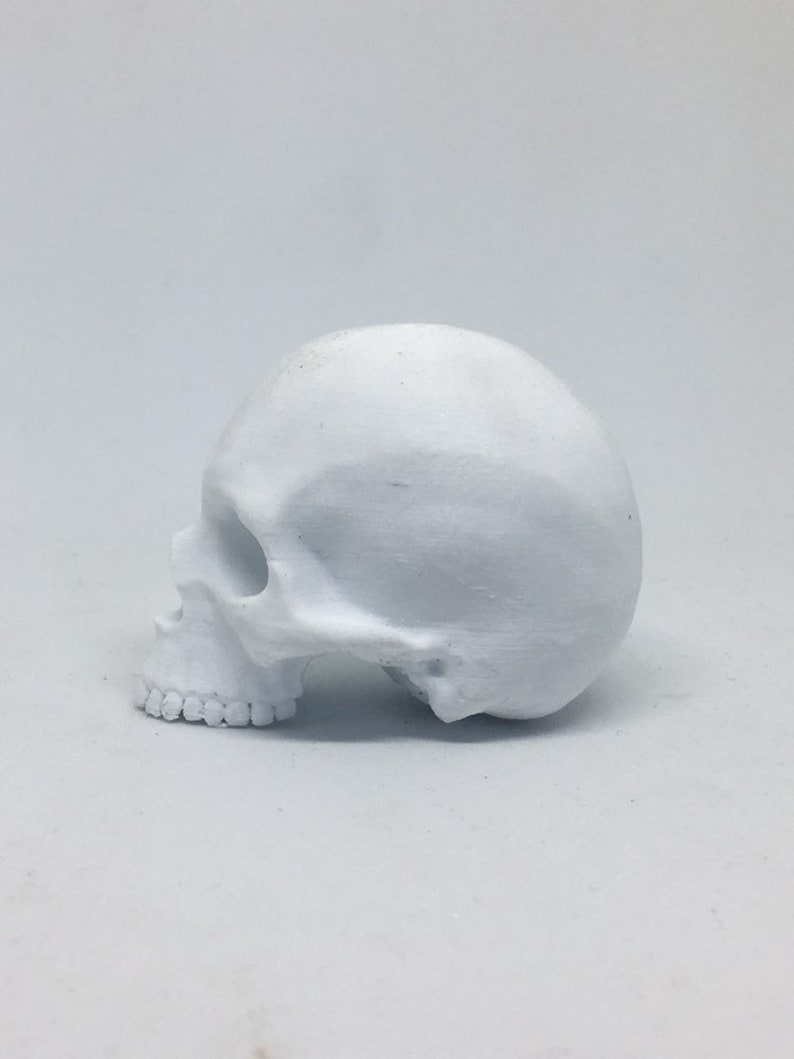 May include: A white ceramic skull sculpture. The skull is tilted to the side, showing the profile of the skull. The skull is smooth and has a matte finish.