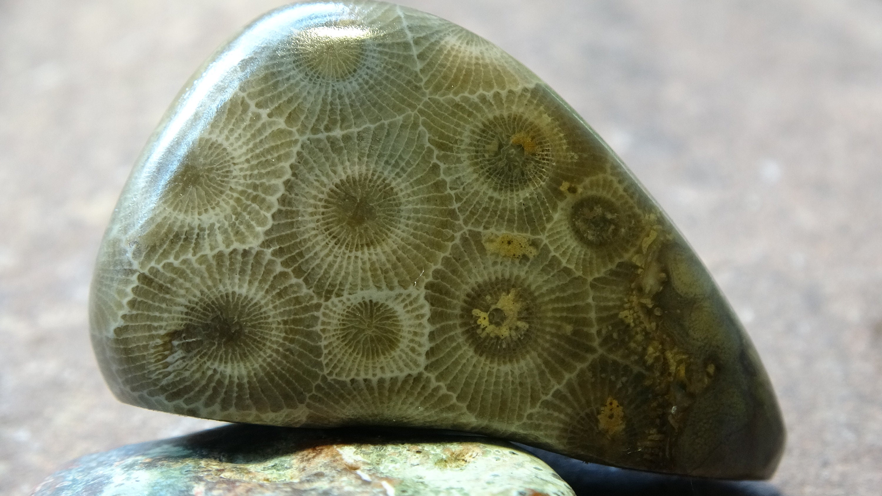 Large Petoskey Stone for sale Only 3 left at 60