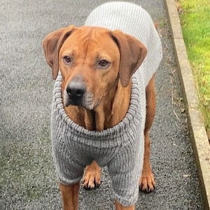 Può includere: Un cane marrone e beige che indossa un maglione di lana grigio. Il cane è in piedi su una superficie di asfalto grigia.