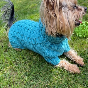 Puede incluir: Un perro pequeño con un suéter de punto azul turquesa con un patrón de punto de cable. El perro está sentado en la hierba verde.