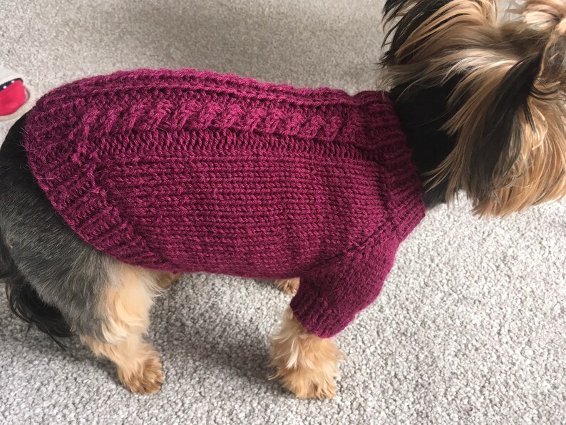 May include: A small dog wearing a burgundy knitted sweater with a cable knit pattern. The sweater has a turtleneck and long sleeves.