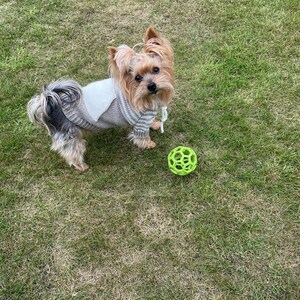 Oatmeal Dog Sweater Knitting Pattern, Top Down Dog Jumper PDF, Small Medium Large Sizes, Knit Dog Clothes, Pet Sweater Pattern image 5