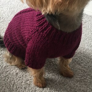 May include: A small dog wearing a maroon knitted sweater. The sweater has a cable knit pattern.
