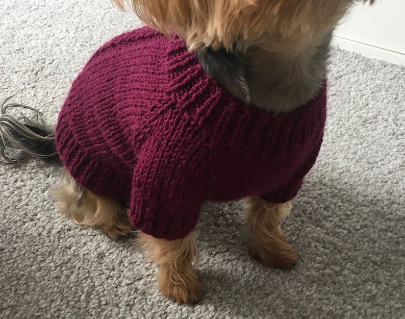 May include: A small dog wearing a maroon knitted sweater. The sweater has a cable knit pattern.