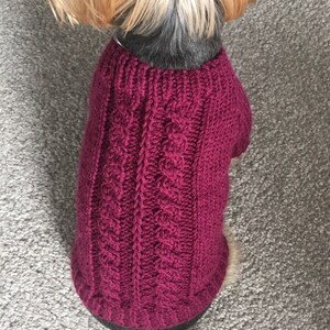 May include: A small dog wearing a maroon knitted sweater with a cable knit pattern. The sweater is a classic design with a close-fitting style.