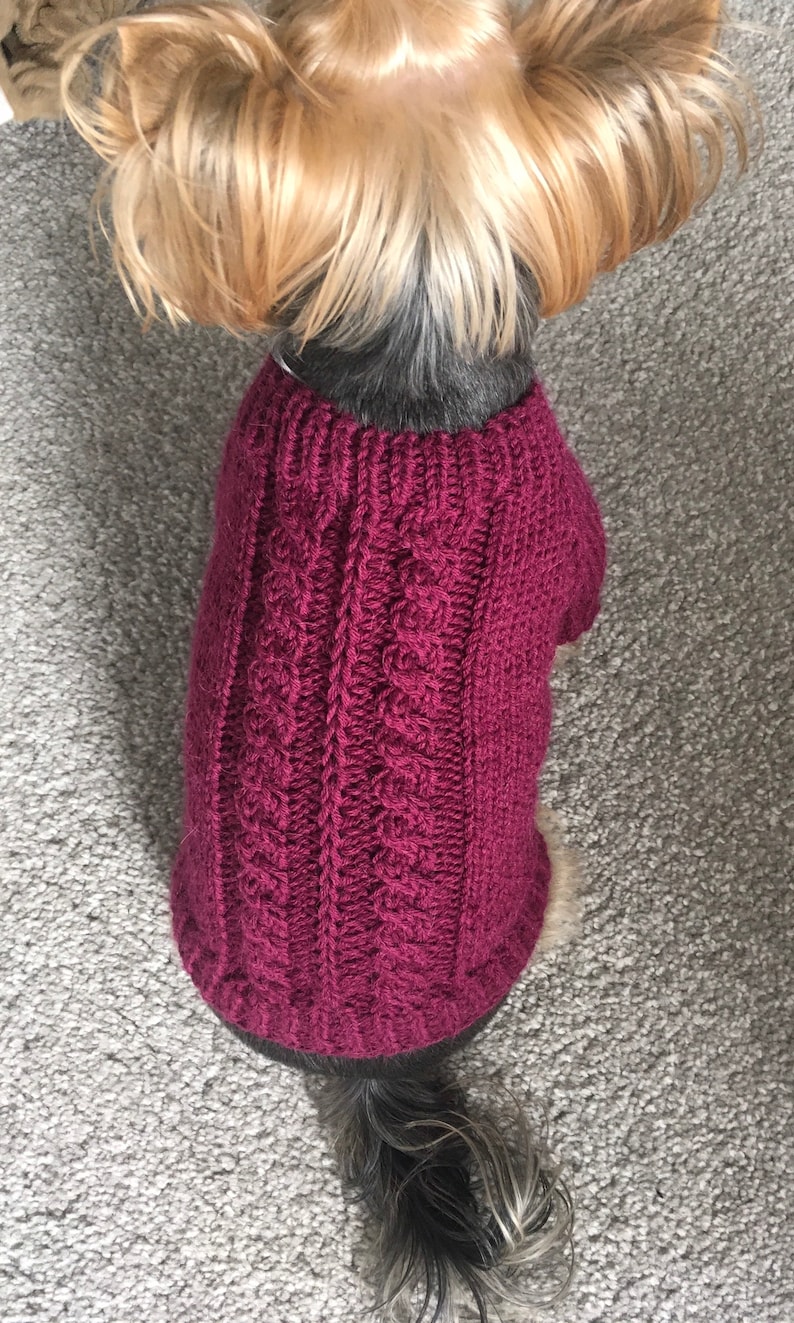 May include: A small dog wearing a maroon knitted sweater with a cable knit pattern. The sweater is a classic design with a close-fitting style.