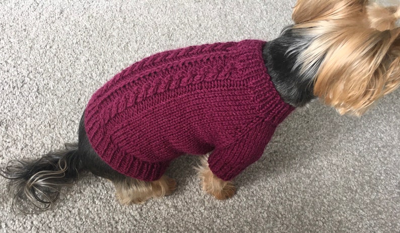 May include: A small dog wearing a burgundy knitted sweater with a cable knit pattern.