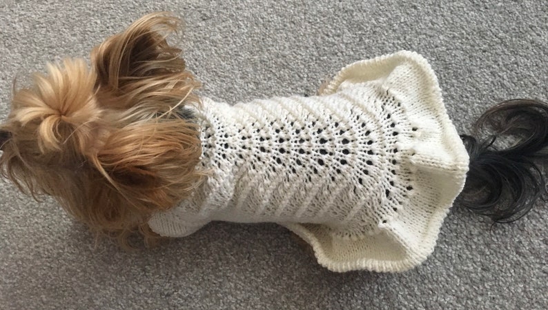 May include: A white knitted dog sweater with a lacy pattern. The sweater has a ruffled hem and is worn by a small dog with brown and black fur.