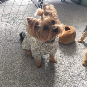 May include: A small, brown and tan Yorkshire Terrier dog wearing a white knitted sweater with a black and white pattern. The dog is standing on a gray carpet.