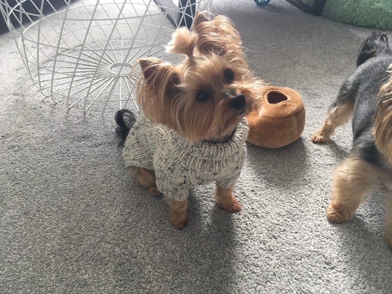 May include: A small, brown and tan Yorkshire Terrier dog wearing a white knitted sweater with a black and white pattern. The dog is standing on a gray carpet.