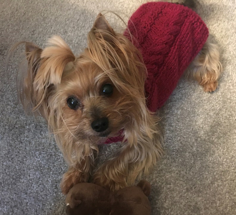 Knitting Pattern Cabled Fall dog, cat sweater, bottom-up, pet clothes, dog sweater, little dog, DIY project, knit, knitted, yorkie, pets. image 4