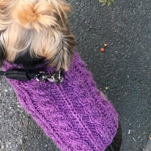 May include: A small, brown and black dog wearing a purple knitted sweater with a leash attached to its collar.