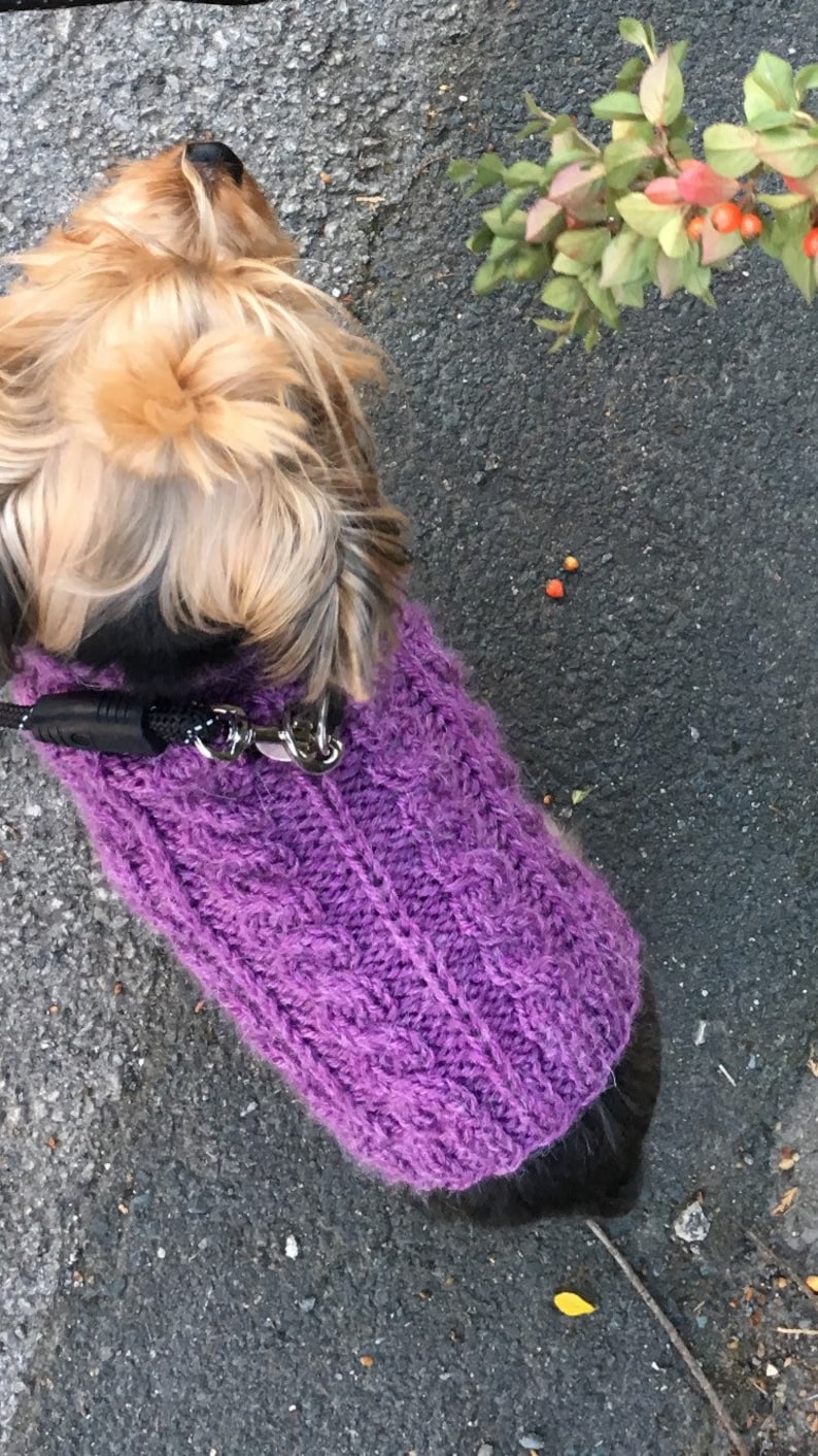 May include: A small, brown and black dog wearing a purple knitted sweater with a leash attached to its collar.