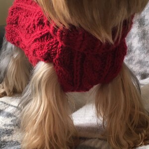 May include: A small dog wearing a red knitted sweater. The sweater has a cable knit pattern.