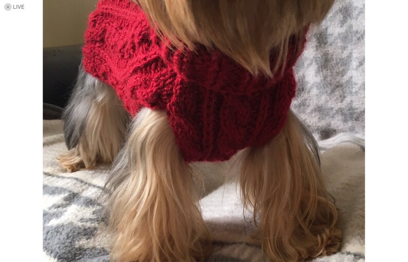 May include: A small dog wearing a red knitted sweater. The sweater has a cable knit pattern.