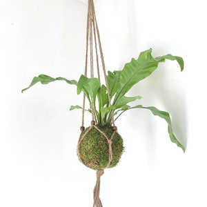 May include: A green plant with long, wavy leaves is suspended in a moss-covered ball, held by natural twine. Wooden beads accent the twine. The plant hangs from the ceiling, creating a unique, natural decor element.