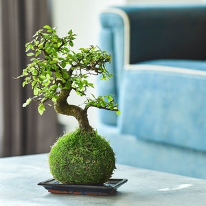 Chinese Elm Indoor Bonsai Tree | Kokedama Style | Gift Ideas | Easy Care Bonsai | Moss Houseplants | Indoor Plants