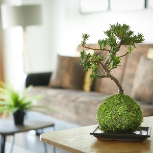 May include: A small green moss ball bonsai tree in a black ceramic pot on a wooden table. The bonsai is in front of a brown sofa with yellow and brown throw cushions.
