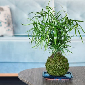 May include: A green moss ball plant in a blue and white ceramic dish on a wooden table. The plant is in front of a blue sofa with cushions.