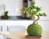 Shaped Beginners Bonsai Carmona Bonsai Tree Japanese Kokedama Fukien Tea Tree Easy Care Indoor Bonsai Moss-Wrapped Bonsai