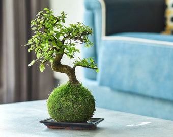 Chinese Elm Indoor Bonsai Tree | Kokedama Style | Gift Ideas | Easy Care Bonsai | Moss Houseplants | Indoor Plants