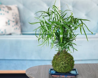 Asparagus Falcatus Fern | Moss Kokedama Houseplant | Easy Care Plant | Gift Ideas