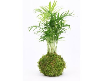 25cm high Live Bonsai Tree Palm Kokedama Zen Garden Indoor House Plant with Buddha and Slate Tray