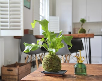Bird's Nest Fern Moss Kokedama Houseplant | Gift Ideas | Indoor Plants | Home & Garden | Personalised Message l Mother's day