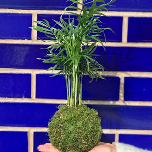 Palm Moss Kokedama 'Fresh Air' Houseplant Gift Ideas Personalised Gift l mothers day immagine 4