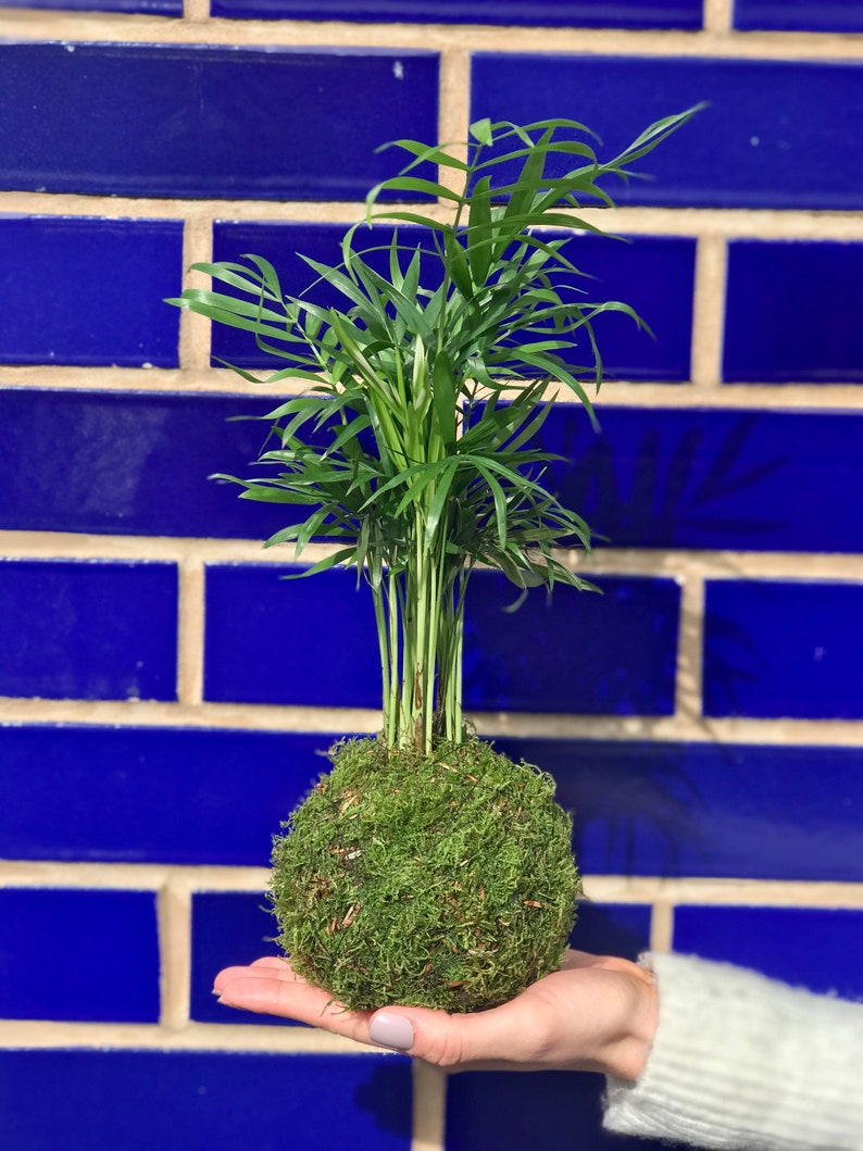 Palm Moss Kokedama 'Fresh Air' Houseplant Gift Ideas Personalised Gift l mothers day immagine 4