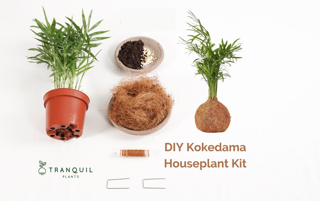 DIY Kokedama Houseplant Kit Creative Your Own Kokedama Etsy UK