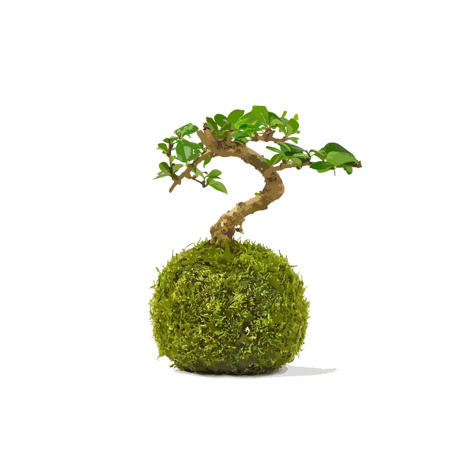Mini bonsai tree kokedama Etsy