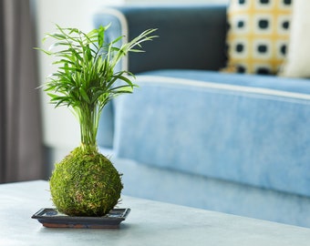 Könnte beinhalten: Eine grüne Moos-Kugel mit einem kleinen Palmenbaum, der aus der Oberseite wächst, auf einem schwarzen Tablett auf einem weißen Tisch.