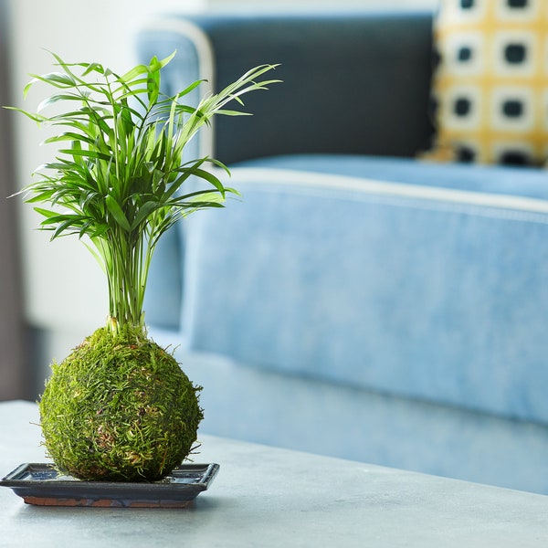 Parlour Palm Kokedama, Live Moss Ball, Japanese String Garden