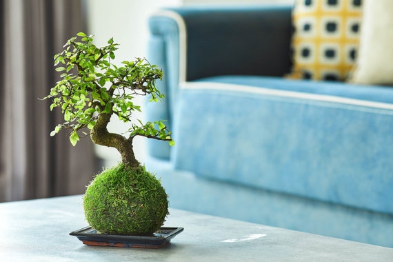 Chinese Elm Bonsai Kokedama, Living Moss Ball, Indoor Tree - Etsy Canada