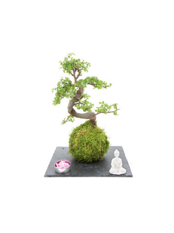 Zen Garden Chinese Elm Bonsai Etsy