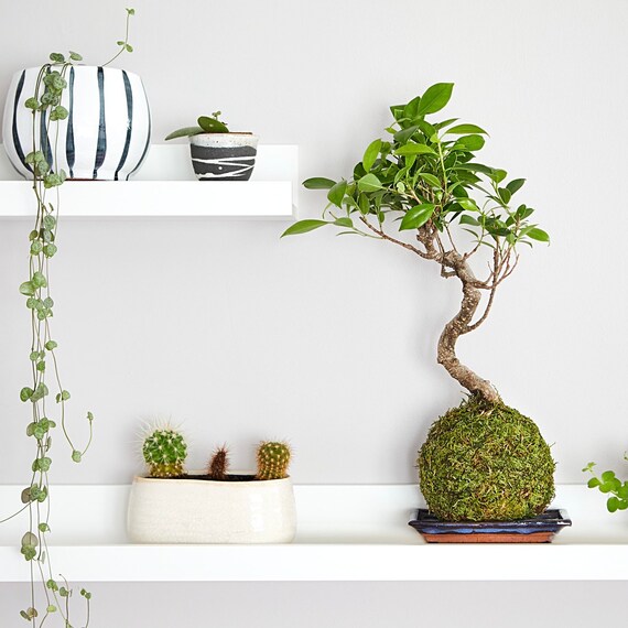 Is Bonsai Easy to Care For? Expert Tips and Tricks