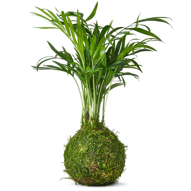 Palm Moss Kokedama 'Fresh Air' Houseplant Gift Ideas Personalised Gift l mothers day Plant Only