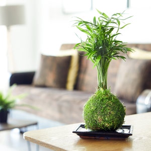 Palm Moss Kokedama 'Fresh Air' Houseplant Gift Ideas Personalised Gift l mothers day immagine 1