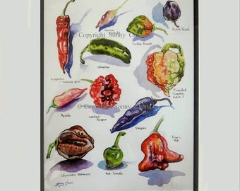 Chilli Peppers Studys in Watercolours - Signed Prints by Sonny Chana