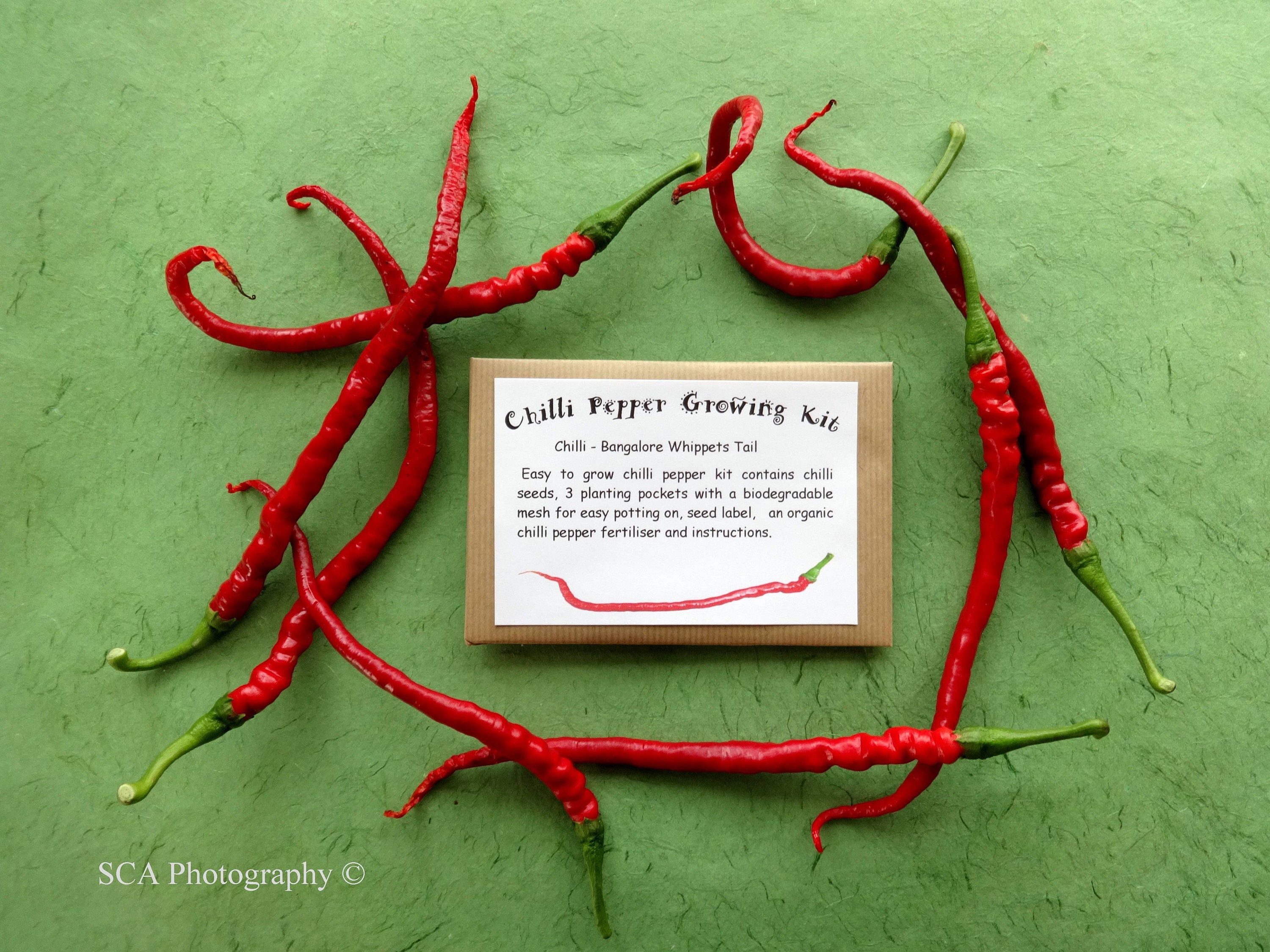 Chilli Pepper Growing Kits Etsy