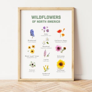 Wildflowers Print, Floral wall art of North America, native wildflowers, wildflower print, botanical wall art
